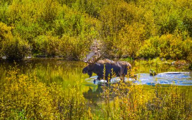 Geyik muamma Creek Colorado