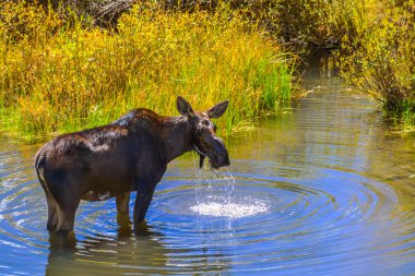 Geyik muamma Creek Colorado