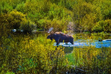 Geyik muamma Creek Colorado