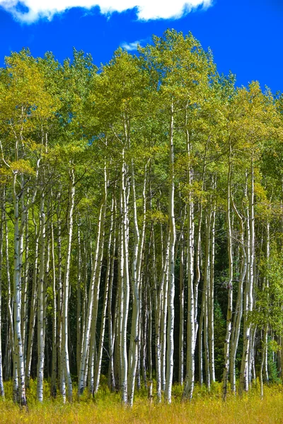 Aspen träden falla lövverk Colorado bakgrund — Stockfoto