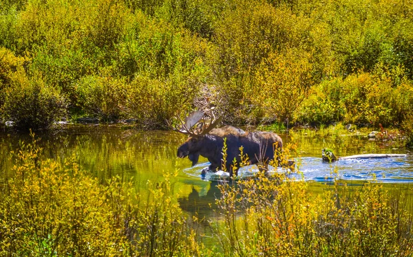 Moose in de Colorado raadsel Creek — Stockfoto