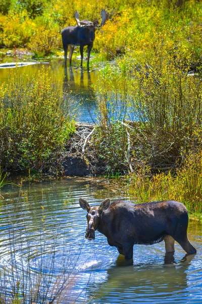 L'orignal dans le ruisseau Conundrum Colorado — Photo