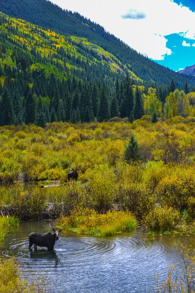 Moose en el Conundrum Creek Colorado — Foto de Stock