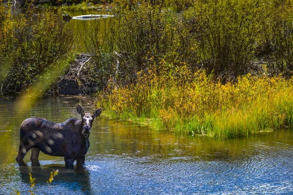 Łoś w Colorado zagadką Creek — Zdjęcie stockowe