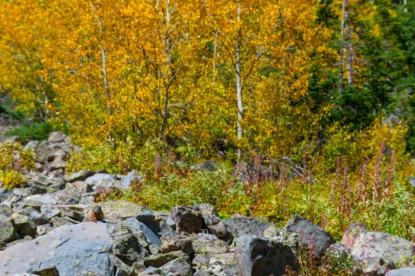 Selvaggia Marmotta caduta fogliame Colorado — Foto Stock