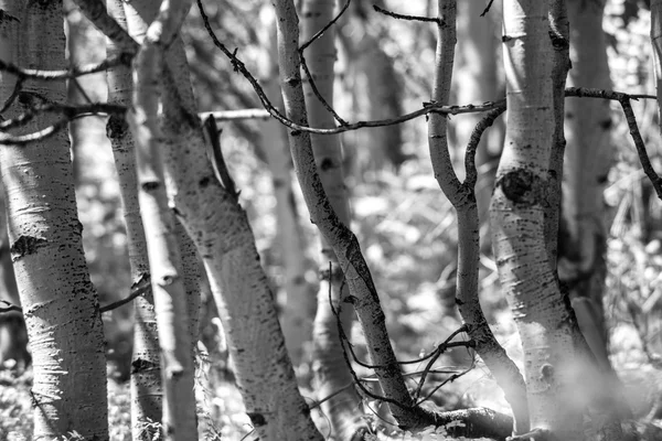 Black and White Aspen Trees — Stock Photo, Image