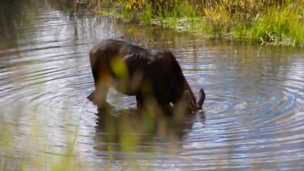 在落基山脉的驼鹿 — 图库视频影像