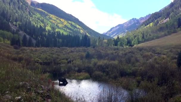 Лось в Скалистых горах — стоковое видео