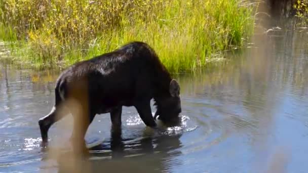 Moose in the Rockies — Stock Video