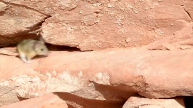 Çalışan fare Utah