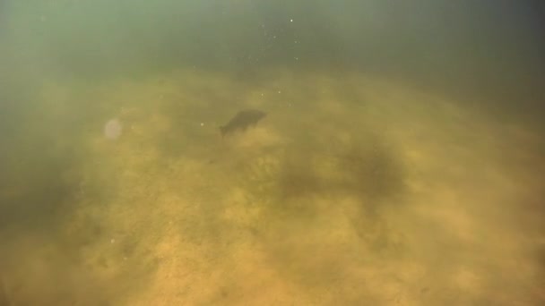 Lake Powell underwater Karp fish — Stock Video