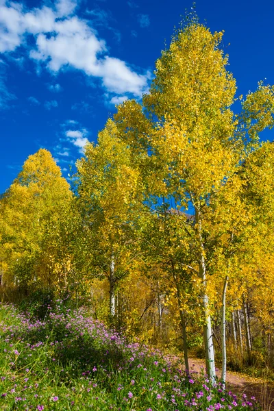 Höstfärger och lila vilda blommor nära Pandora Lane Telluride — Stockfoto