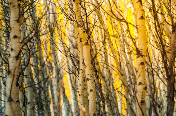 Abstrakt bakgrund mönster Colorado aspen träd — Stockfoto