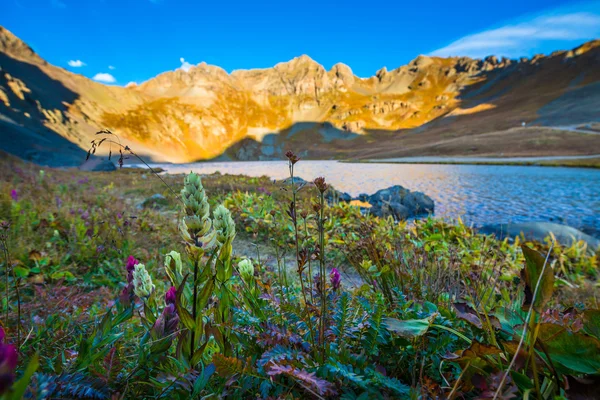 Flores selvagens Limpar lago perto de Silverton San Juan Mountains — Fotografia de Stock