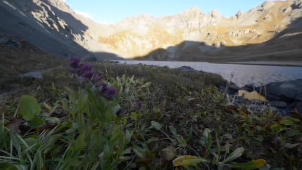 Kır çiçekleri Gölü yakınındaki Silverton San Juan Dağları temizleyin — Stok video