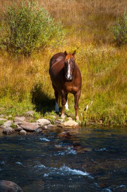 Nehrin yanında kahverengi at