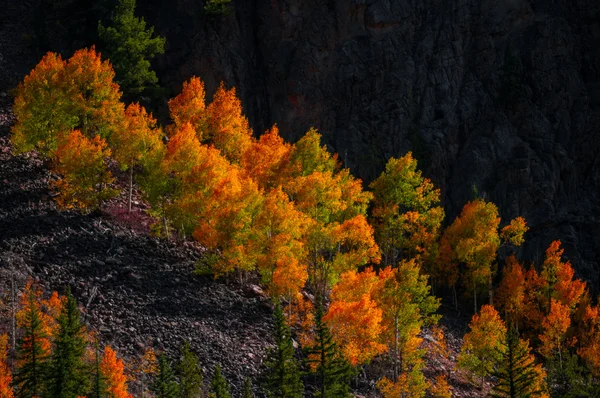 Aspen drzewo jesień kolory — Zdjęcie stockowe