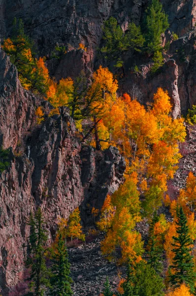 Aspen fák, őszi színek — Stock Fotó