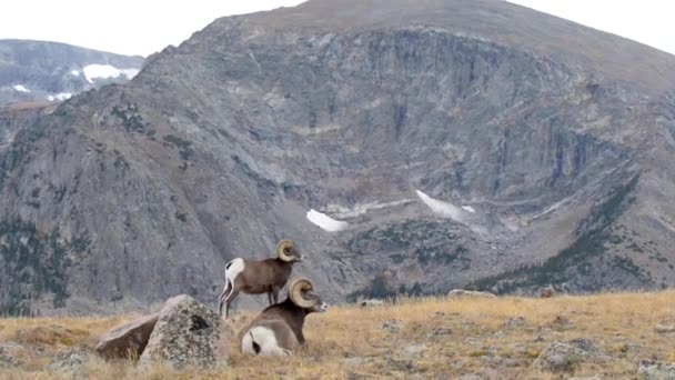 Ovejas salvajes Bighorn Ovis canadensis Rocky Mountain Colorado — Vídeo de stock