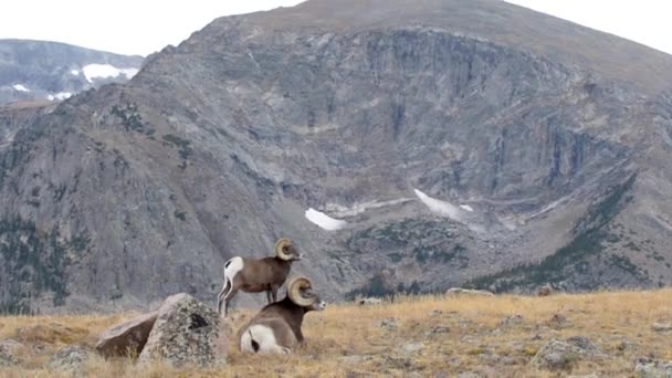 Divoké ovce tlustorohá Ovis canadensis Rocky Mountain Colorado — Stock video