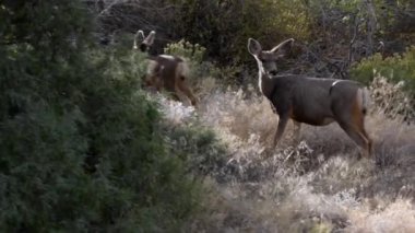 Vahşi geyik Colorado Vahşi yaşam