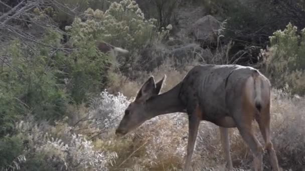 Ciervo salvaje Colorado Vida silvestre — Vídeos de Stock