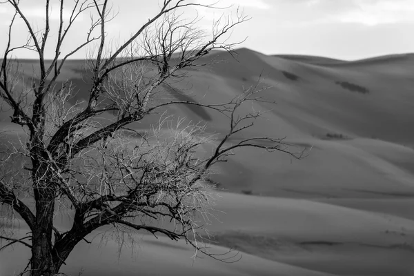 Albero contro dune di sabbia — Foto Stock