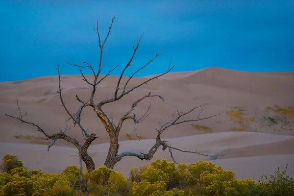Singolo albero contro le dune di sabbia — Foto Stock