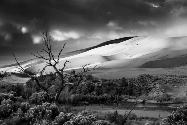 枯树戏剧性沙漠上空的云 — 图库照片