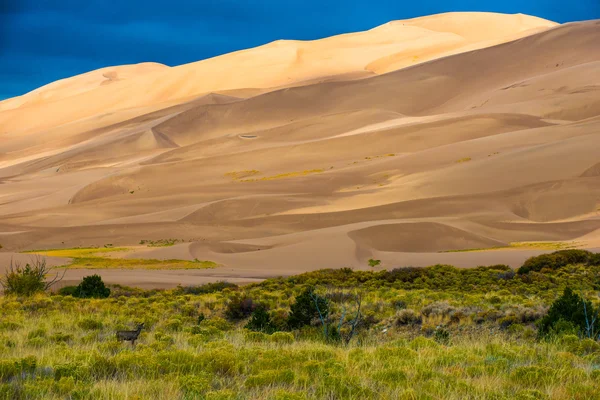 Wild Deer Sand Dunes Colorado — Stock Photo, Image