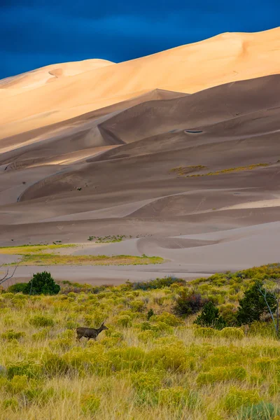Hjort sanddyner Colorado — Stockfoto