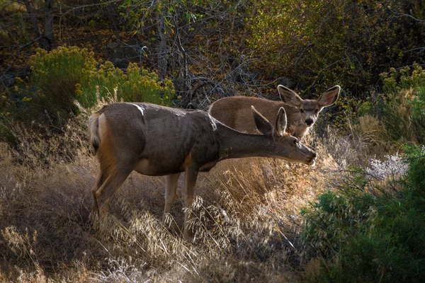 Vahşi geyik Colorado Vahşi yaşam — Stok fotoğraf