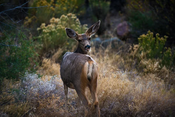 Wild Deer looking towards the camera Colorado Wildlife — Stock Photo, Image