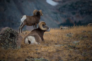 Vahşi Bighorn koyun Ovis canadensis Rocky Mountain Colorado