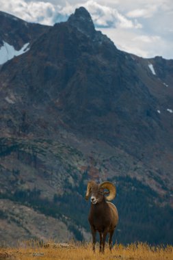 Vahşi Bighorn koyun Ovis canadensis Rocky Mountain Colorado