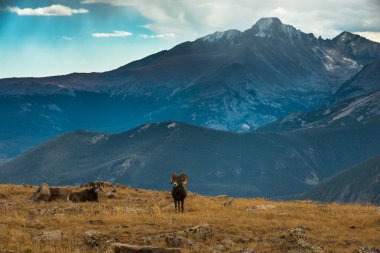 Wild Bighorn sheep Ovis canadensis Rocky Mountain Colorado clipart