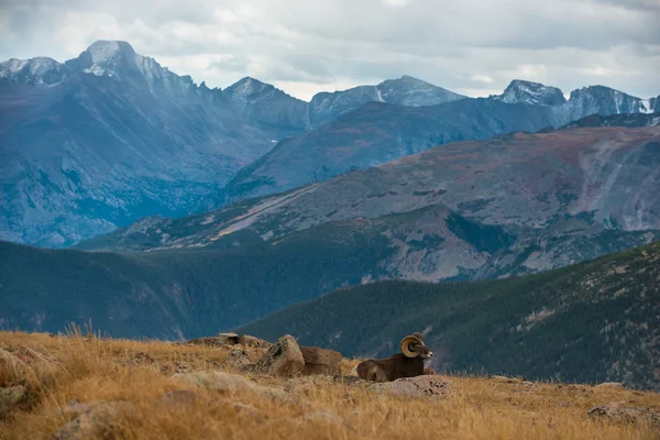 Wild dikhoornschaap Ovis canadensis Rocky Mountain Colorado — Stockfoto