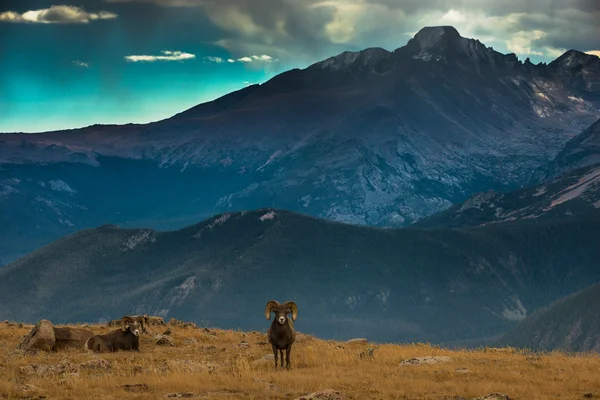 野生のビッグホーン羊オオツノヒツジ コロラド州ロッキー山脈 — ストック写真