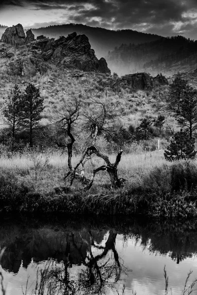 Árbol muerto Reflejo en el agua —  Fotos de Stock