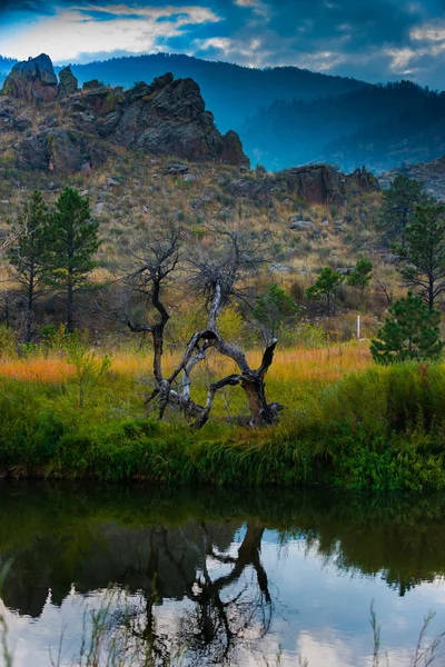 Toter Baum spiegelt sich im Wasser — Stockfoto