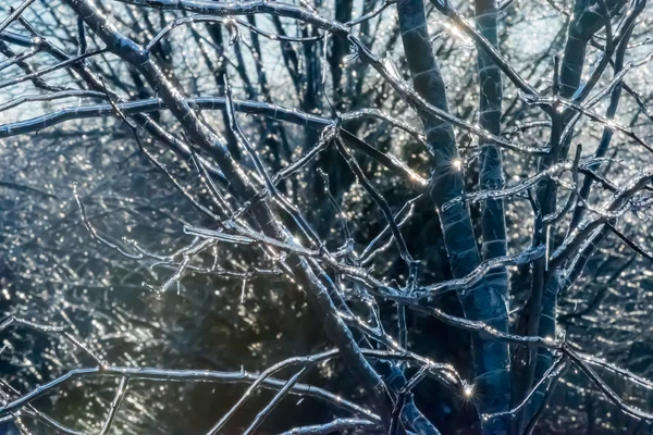 Зимний пейзаж ледяного дерева — стоковое фото
