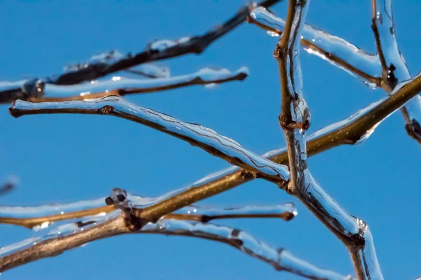 Branches d'arbres couvertes de glace — Photo