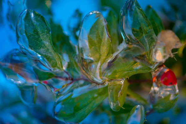 Foglie verdi e bacche rosse ricoperte da uno strato di ghiaccio trasparente — Foto Stock
