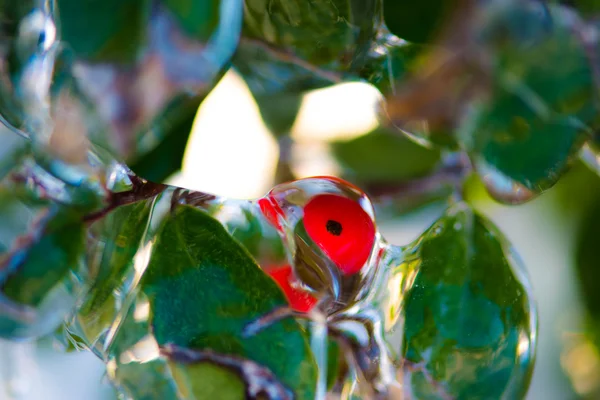 Liść zielony i czerwony jagody pokryte warstwą lodu jasne — Zdjęcie stockowe