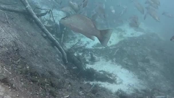 Плавание с рыбами в пресной воде Флориды — стоковое видео