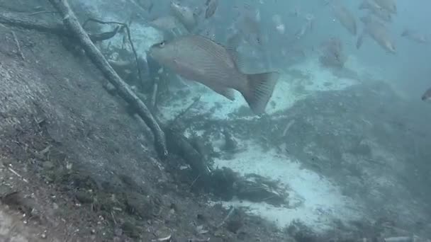 Nadar con los peces en Florida Aguas dulces — Vídeo de stock