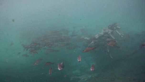 Schwimmen mit den Fischen in den Süßwasserquellen von Florida — Stockvideo