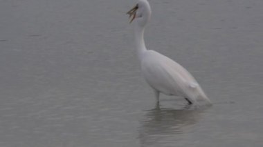 Bir balık ile büyük beyaz ak balıkçıl