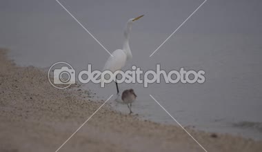 Ak balıkçıl bir balık yutmuş