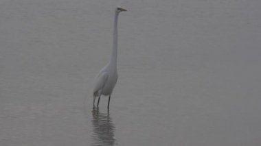 Sudaki büyük beyaz balıkçıl